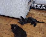 Кошки в Белинском: Кошка, 5 руб. - фото 3