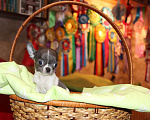 Собаки в Санкт-Петербурге: великолепный щенок чихуахуа на продажу . крошка на ладошку. Мальчик, 50 000 руб. - фото 4