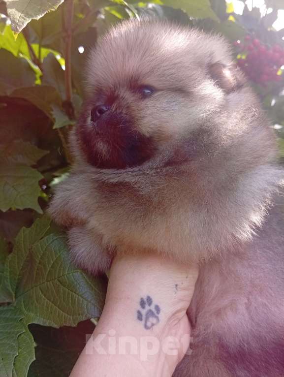 Собаки в Воронеже: Померанский шпиц Девочка, Бесплатно - фото 4