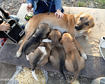 Собаки в Новошахтинске: Щенки в добрые руки Мальчик, Бесплатно - фото 1