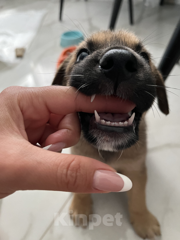 Собаки в Сочи: Щенок-вундеркинд в дар Мальчик, Бесплатно - фото 1