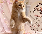 Кошки в Санкт-Петербурге: Рыжая девочка Девочка, Бесплатно - фото 3