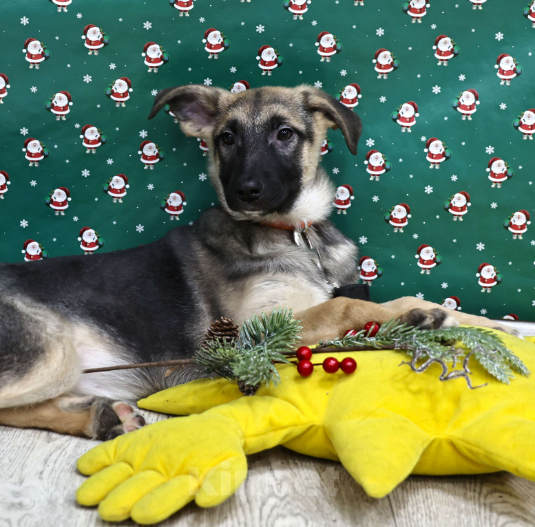 Собаки в Москве: Щенки бесплатно в Москве Девочка, Бесплатно - фото 3