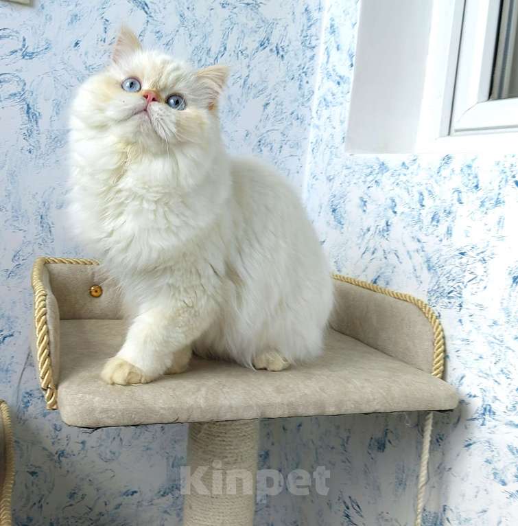 Кошки в Кисловодске: Nicole Девочка, 60 000 руб. - фото 5