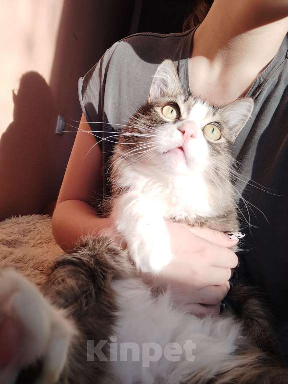 Кошки в Красноярске: ПОТЕРЯЛСЯ КОТ Мальчик, 10 000 руб. - фото 6