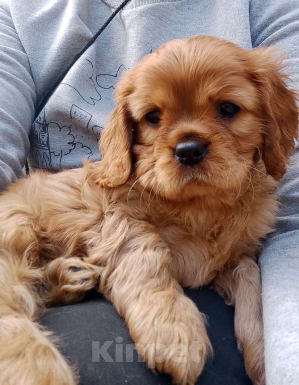 Собаки в Москве: Щенки Кавалер Кинг Чарлз Спаниель  паренек рубин. Мальчик, 50 000 руб. - фото 2