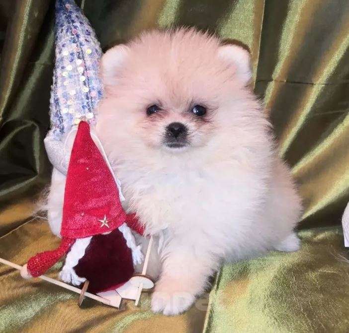 Собаки в Самаре: Щенки малыши Мальчик, Бесплатно - фото 5