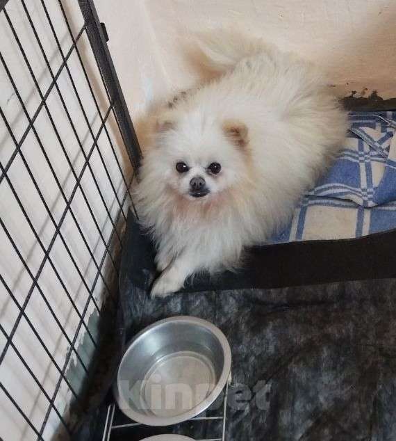 Собаки в Старом Купавне: Маленькие собачки ищут дом Мальчик, Бесплатно - фото 1