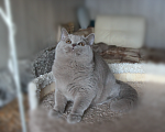 Кошки в Санкт-Петербурге: Британский лиловый. Мальчик, Бесплатно - фото 2