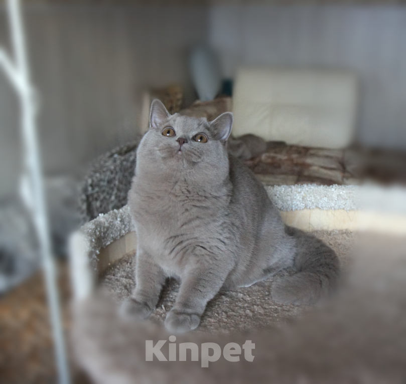 Кошки в Санкт-Петербурге: Британский лиловый. Мальчик, Бесплатно - фото 2