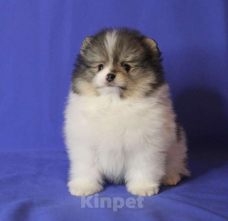 Собаки в Люберцах: Красивый щенок шпица Мальчик, 30 000 руб. - фото 3