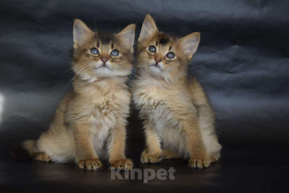 Кошки в Иркутске: котята лисята, 25 000 руб. - фото 1