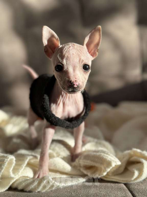 Собаки в Самаре: Мая Девочка, 35 000 руб. - фото 3