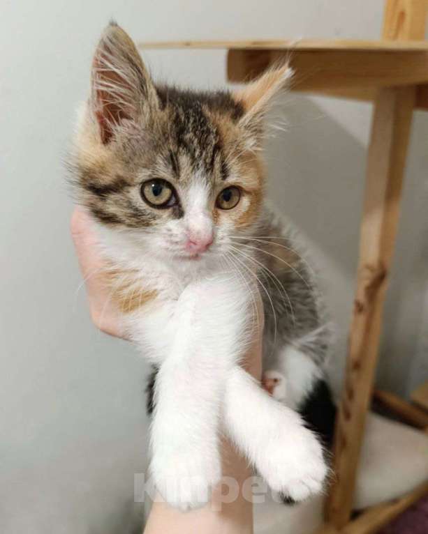 Кошки в Москве: Маленький котенок девочка в добрые руки  Девочка, Бесплатно - фото 3