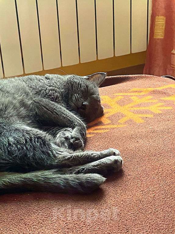 Кошки в Волгограде: Отдам в добрые руки  Девочка, 1 руб. - фото 1