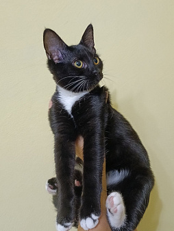 Котенок в добрые руки