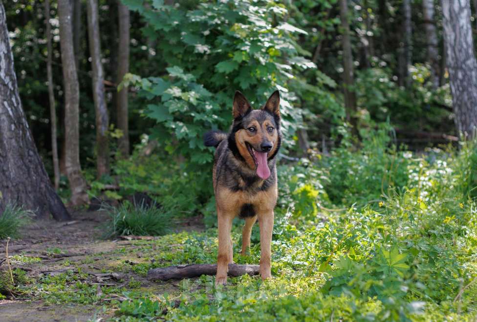 Собаки в других городах Московской области: Личи Девочка, Бесплатно - фото 2