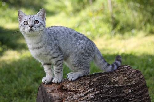 Британский котенок