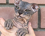 Кошки в Казани: Уникальные котята Разнополые, 16 000 руб. - фото 2