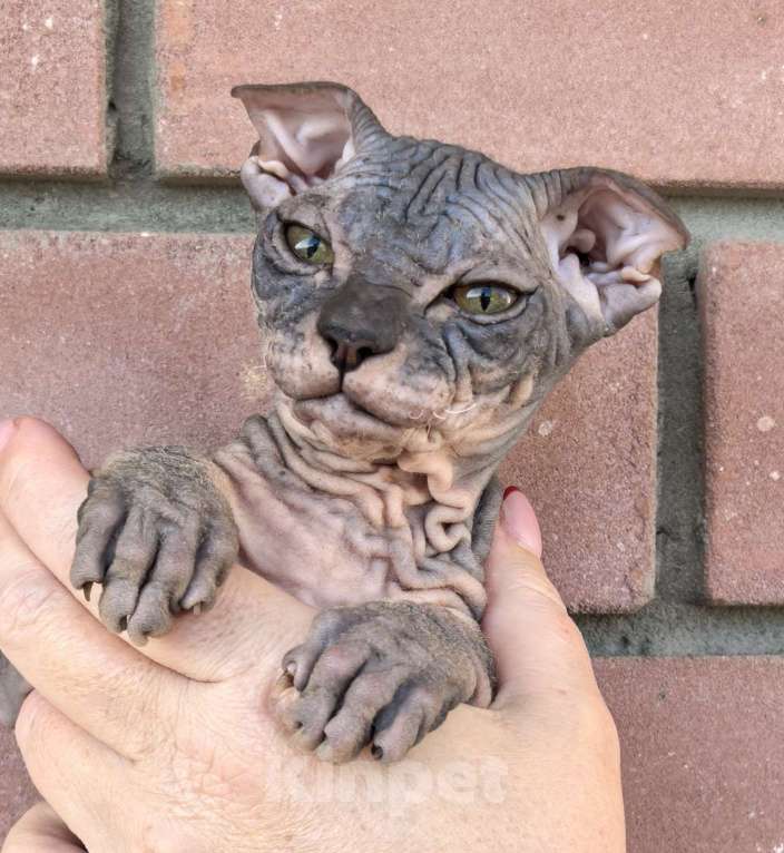 Кошки в Казани: Уникальные котята Разнополые, 16 000 руб. - фото 2