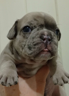 Мальчик мерле