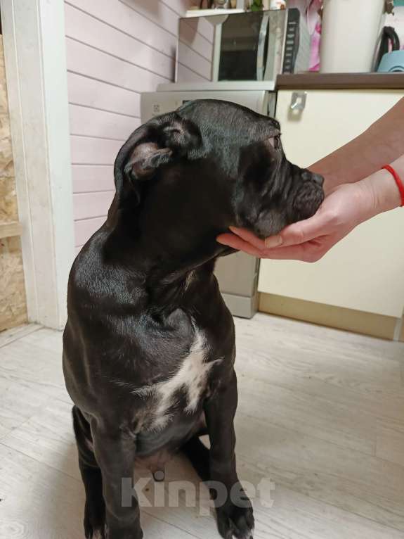 Собаки в других городах Московской области: Мальчик Кане Корсо Мальчик, 20 000 руб. - фото 2