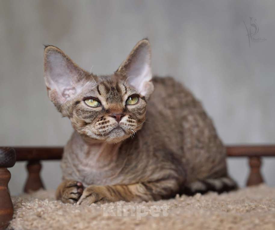 Кошки в Москве: Девон-рекс полосатый Мальчик Мальчик, 70 000 руб. - фото 2