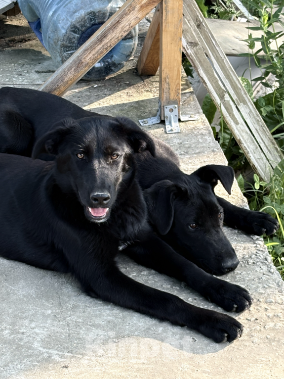 Собаки в других городах Краснодарского края: Уникальный щенок «ризеновчарик» девочка Эми Девочка, 1 000 руб. - фото 3
