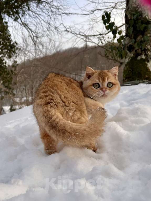 Кошки в Геленджике: Британская золотая шиншилла Мальчик, 45 000 руб. - фото 8