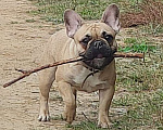 Собаки в других городах Московской области: Щенки французского бульдога Мальчик, 100 000 руб. - фото 1