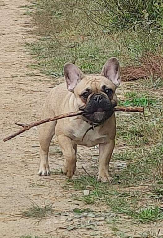Собаки в других городах Московской области: Щенки французского бульдога Мальчик, 100 000 руб. - фото 1
