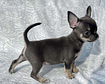 Собаки в Люберцах: Чихуахуа голубо-подпалая Девочка, 120 000 руб. - фото 3