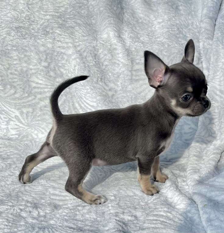 Собаки в Люберцах: Чихуахуа голубо-подпалая Девочка, 120 000 руб. - фото 3