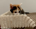 Кошки в Москве: Котенок в добрые руки Девочка, Бесплатно - фото 6