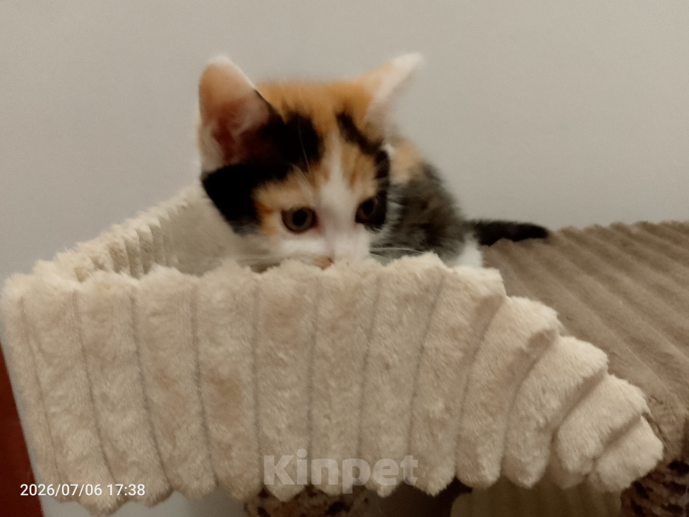 Кошки в Москве: Котенок в добрые руки Девочка, Бесплатно - фото 6