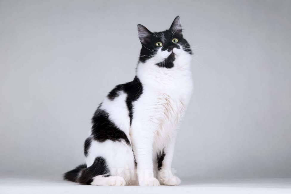 Кошки в Москве: Большой добрый кот по имени Мальчик Мальчик, 1 руб. - фото 6