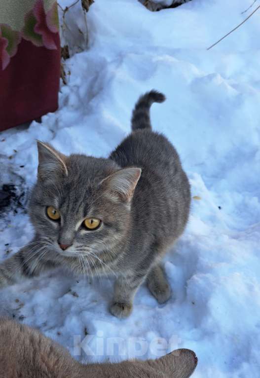 Кошки в Горном-Алтайске: Кошка ищет дом Девочка, Бесплатно - фото 1