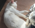 Кошки в Долгопрудном: Кошка Девочка, Бесплатно - фото 3