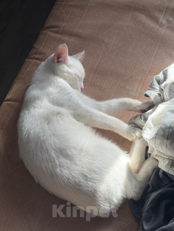 Кошки в Долгопрудном: Кошка Девочка, Бесплатно - фото 3