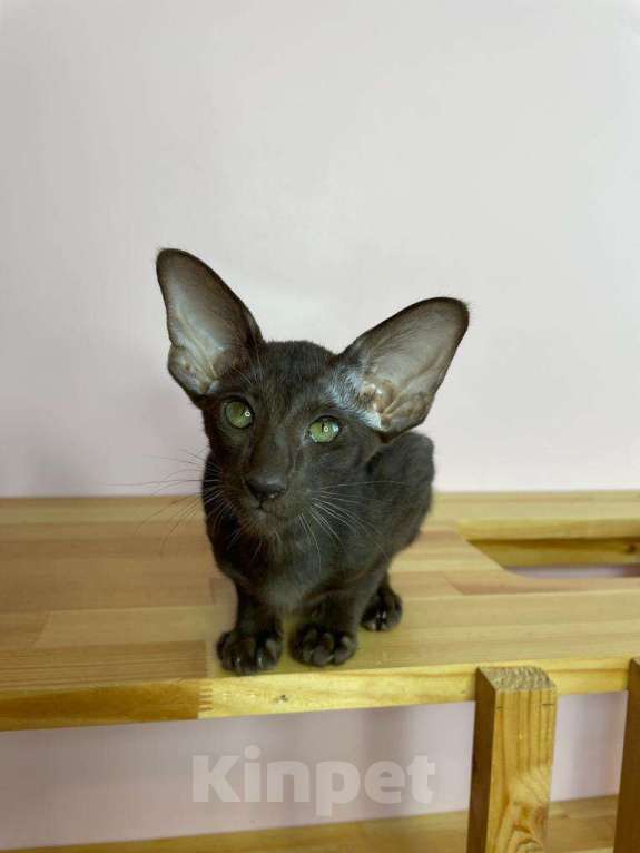 Кошки в Краснодаре: Бесподобный котёнок ориентал  Девочка, 39 999 руб. - фото 1