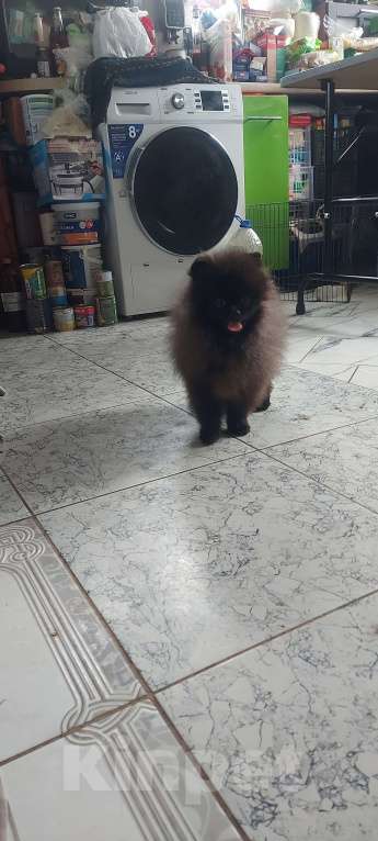 Собаки в Туле: Ирвин Мальчик, 60 000 руб. - фото 3