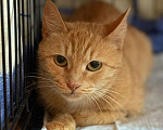 Кошки в Москве: Кошка Рыжка ищет дом Девочка, 10 руб. - фото 3