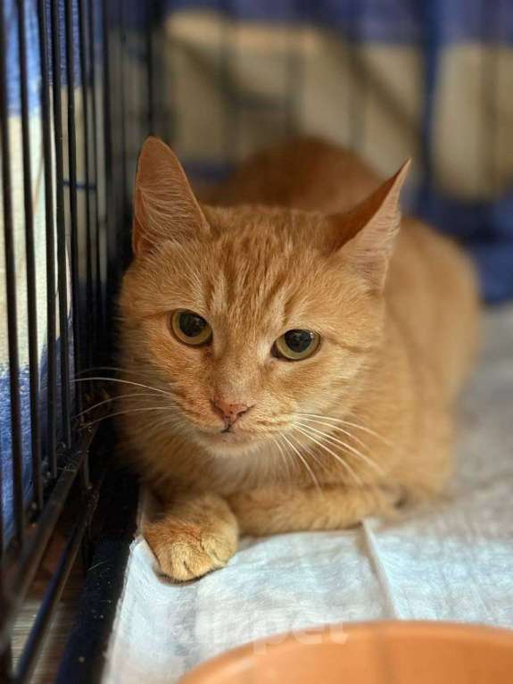 Кошки в Москве: Кошка Рыжка ищет дом Девочка, 10 руб. - фото 3