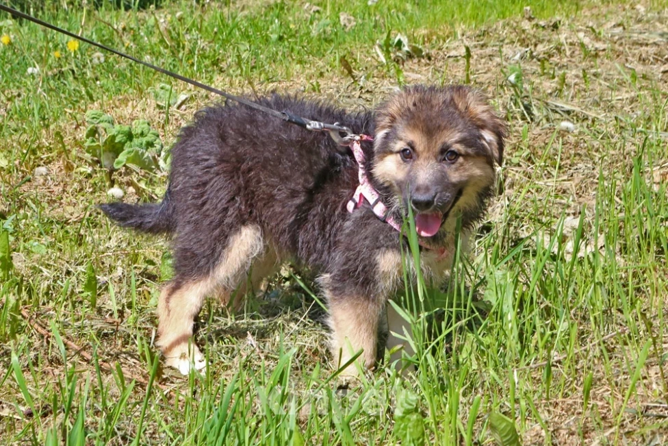 Собаки в Москве: Аленушка ищет дом! Девочка, Бесплатно - фото 4