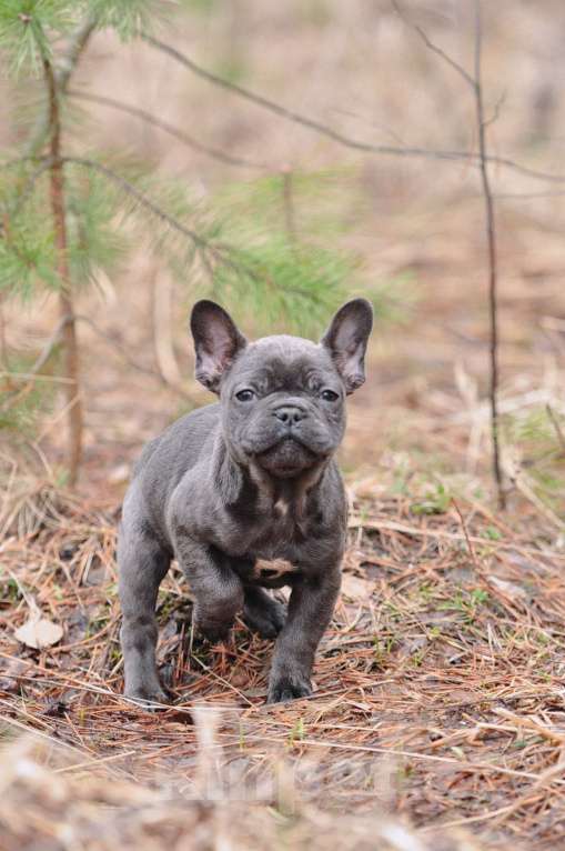 Собаки в Москве: Девочки француженки Девочка, 40 000 руб. - фото 5
