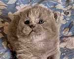 Кошки в Москве: Британский котенок к/ш  Мальчик, Бесплатно - фото 5