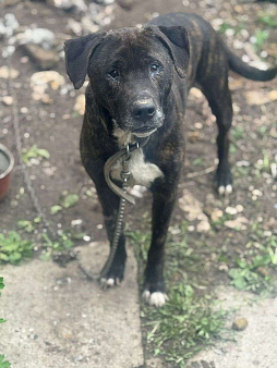 собака (пес) Макс ищет дом