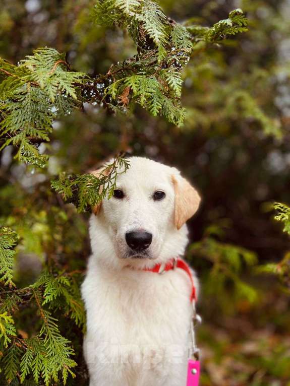 Собаки в других городах Московской области: Дэми якутенок Девочка, Бесплатно - фото 9