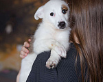 Собаки в Москве: Щенок небольшой собаки в добрые руки Мальчик, Бесплатно - фото 8