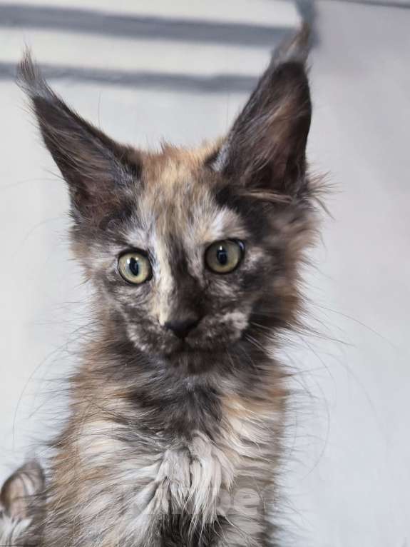 Кошки в Кемерово: Пинки Пай девочка Мейн-кун Девочка, 15 000 руб. - фото 5